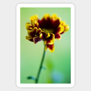 Red and yellow daisy Sticker